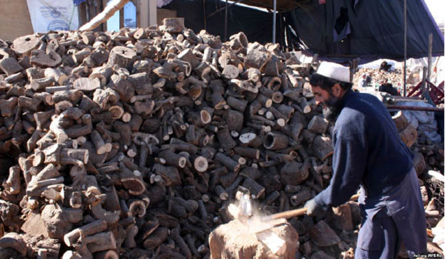 ما با سوزاندن چوب، 5 میلیارد افغانی درداده‌ایم